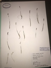 Anthoxanthum arcticum