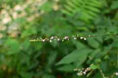 Hylodesmum podocarpum oxyphyllum
