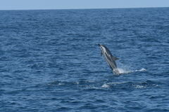 Stenella coeruleoalba