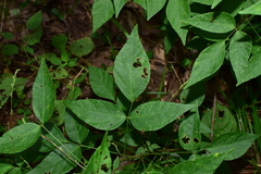 Hylodesmum podocarpum oxyphyllum