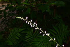 Hylodesmum podocarpum oxyphyllum