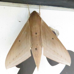 Theretra boisduvalii