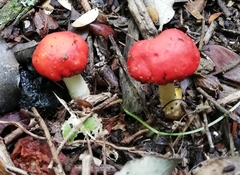 Leratiomyces erythrocephalus