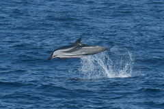 Stenella coeruleoalba