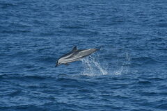 Stenella coeruleoalba