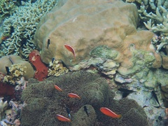 Amphiprion sandaracinos