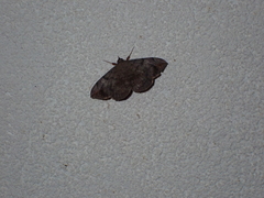 Anticarsia gemmatalis