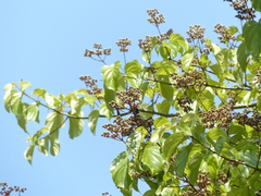 Premna coriacea