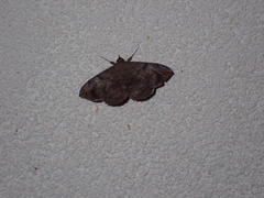 Anticarsia gemmatalis