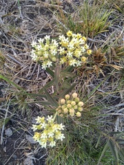 Asclepias mellodora