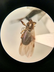 Bibio articulatus