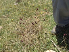 Eryngium ebracteatum