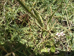 Eryngium ebracteatum
