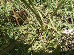 Eryngium ebracteatum