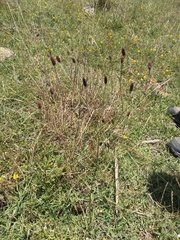 Eryngium ebracteatum