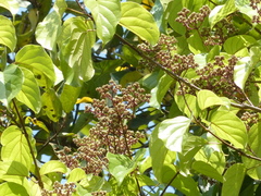 Premna coriacea