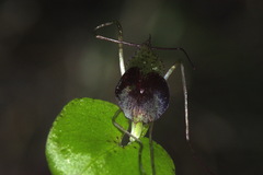 Corybas iridescens