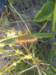 Paracles deserticola