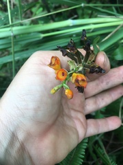 Elleanthus aurantiacus