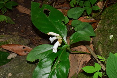 Hemiboea subcapitata