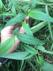 Elleanthus aurantiacus