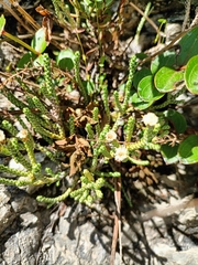 Helichrysum intermedium