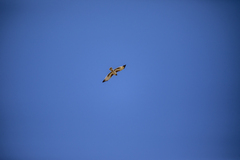 Hieraaetus morphnoides