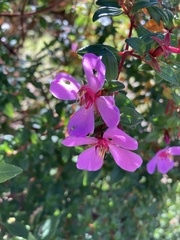 Arthrostemma ciliatum