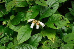 Hemiboea subcapitata
