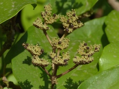 Premna coriacea