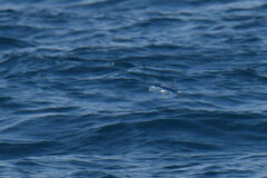 Exocoetidae