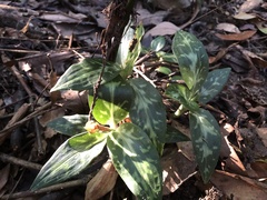 Goodyera daibuzanensis