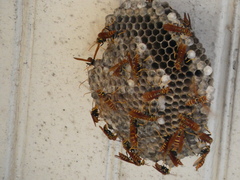 Polistes crinitus