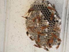 Polistes crinitus