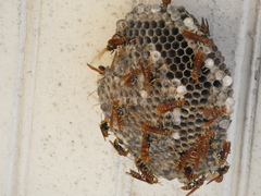 Polistes crinitus