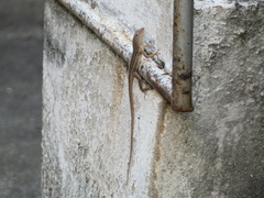 Anolis lineatopus