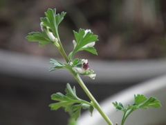 Corydalis bungeana