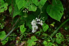 Thalictrum faberi
