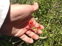 Dicliptera squarrosa