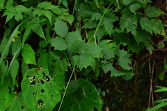 Thalictrum faberi