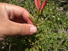 Dicliptera squarrosa
