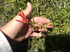 Dicliptera squarrosa
