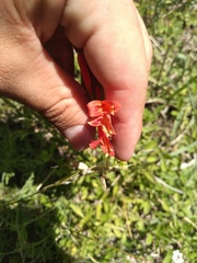 Dicliptera squarrosa
