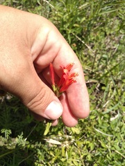 Dicliptera squarrosa