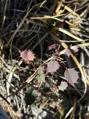 Berberis morrisonensis