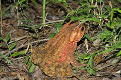 Phrynoidis juxtasper