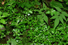 Sedum emarginatum