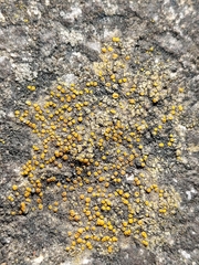 Xanthocarpia crenulatella