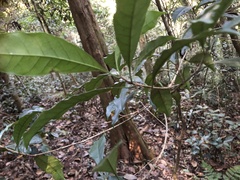 Osmanthus matsumuranus