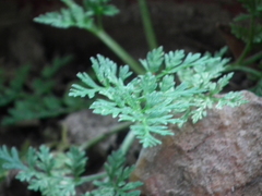 Cnidium monnieri